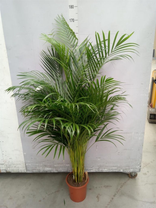 Dypsis lutescens   ...Chrysalidoca