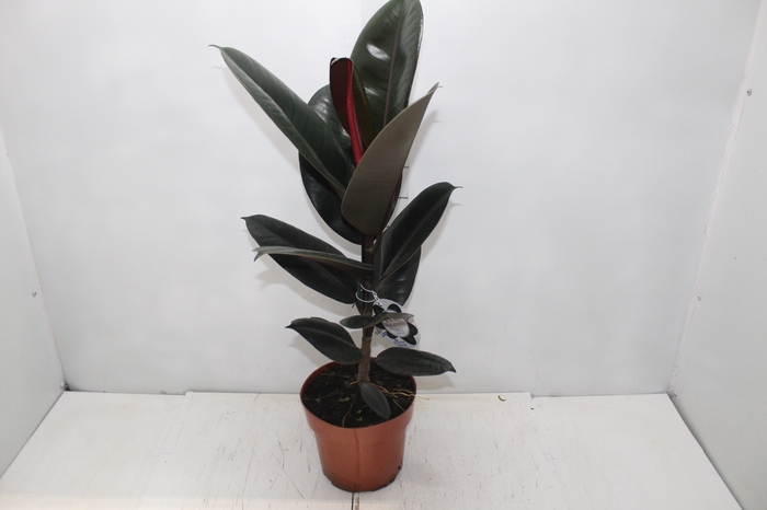 <h4>FICUS ELASTICA P17 VARIADO</h4>