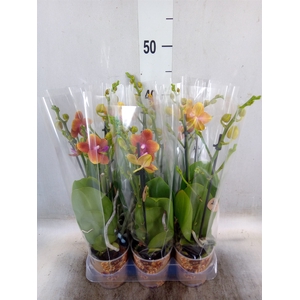 Phalaenopsis multi.   ...orange