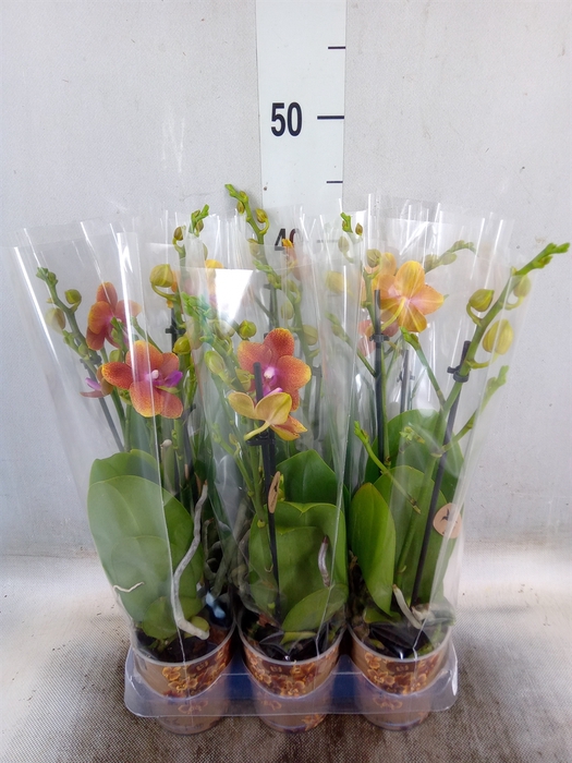 <h4>Phalaenopsis multi.   ...orange</h4>