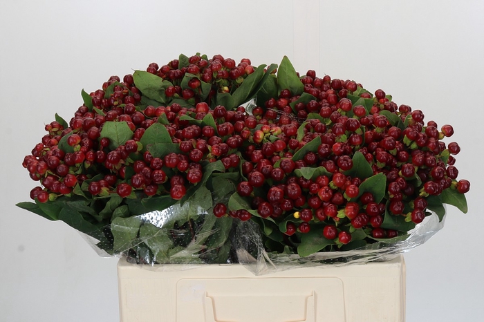 <h4>Hypericum Magical Cherry Brown</h4>