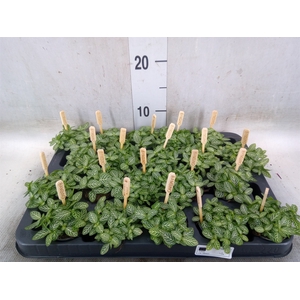 Fittonia verschaf.
