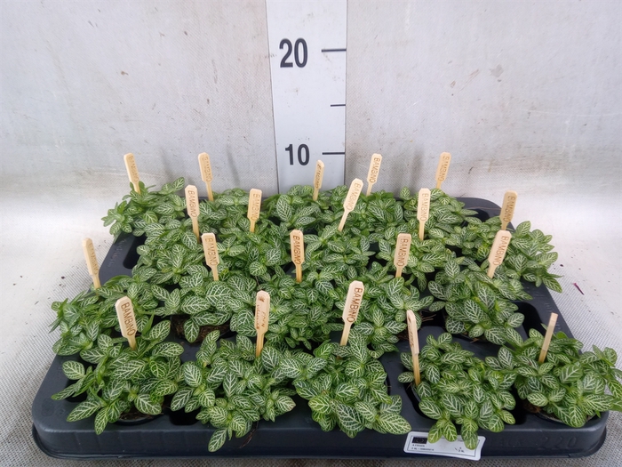 <h4>Fittonia verschaf.</h4>