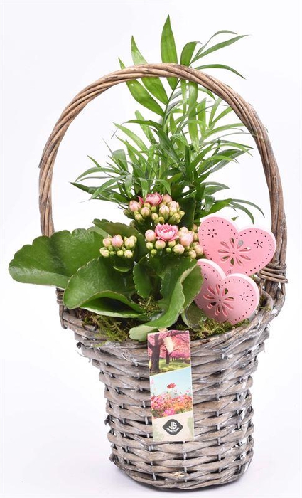 <h4>Wilg hengselmand gy 17cm</h4>