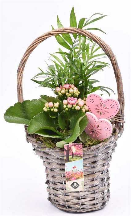 <h4>Wilg hengselmand gy 17cm</h4>