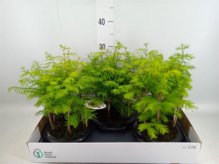 <h4>Bonsai   ...</h4>