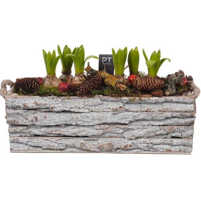 <h4>Arr.  Hyacinthus H%</h4>