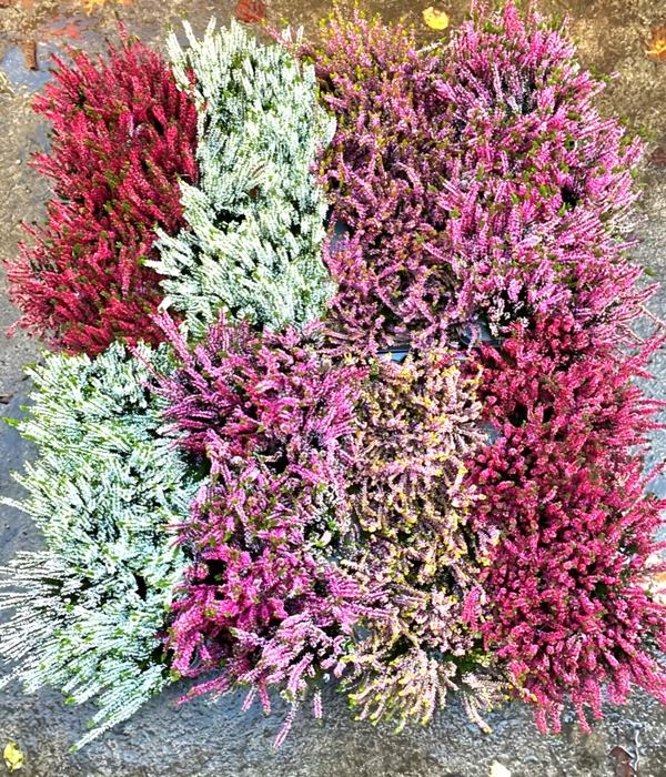 <h4>CALLU MIXK 5 KL</h4>