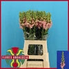 Antirrhinum Po Pink