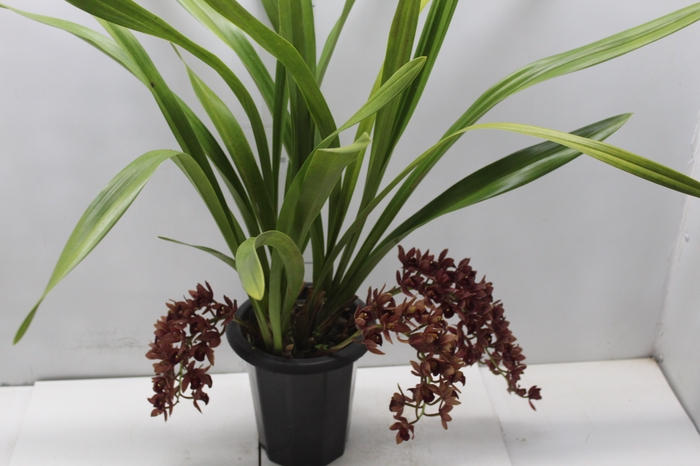 CYMBIDIUM P18 MIN 3 HT PENDENTE