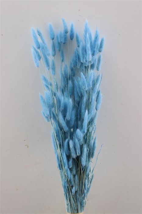 <h4>Dried Lagurus L Blue Bunch</h4>