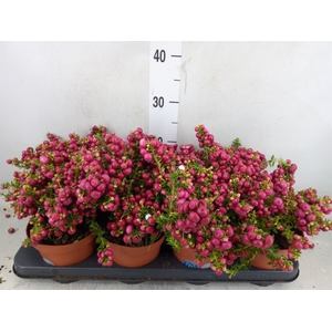 Gaultheria   ...red berry