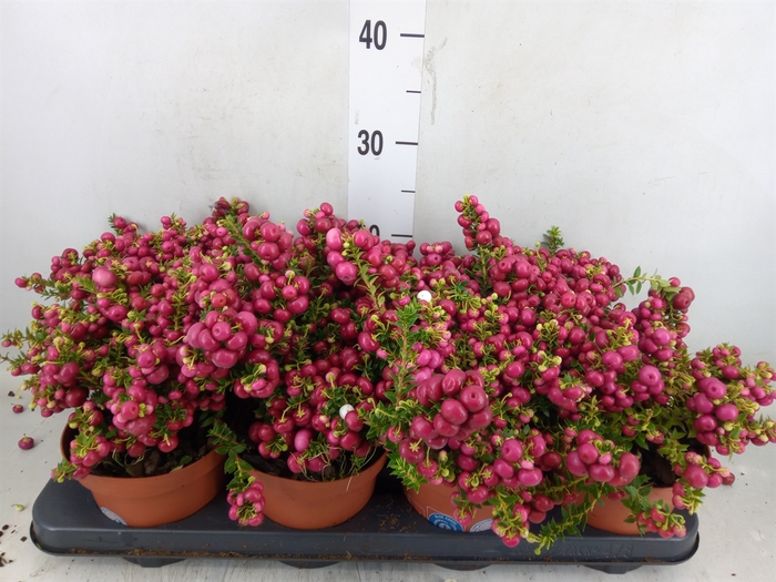 <h4>Gaultheria   ...red berry</h4>