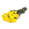 Helichrysum Yellow