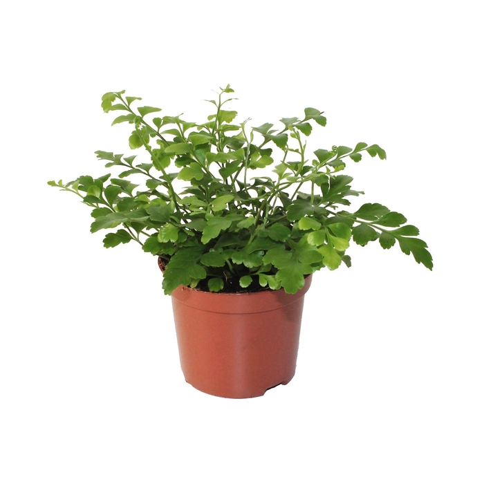 <h4>Asplenium Parvati</h4>