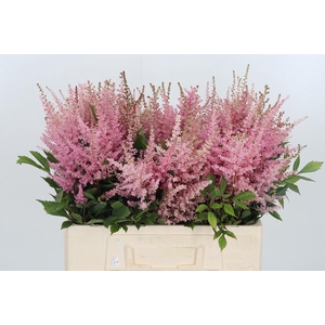 Astilbe Erika Roze