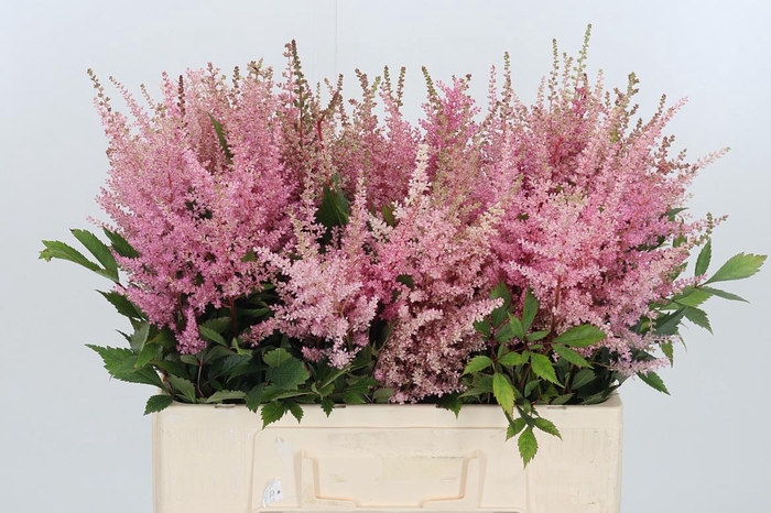 <h4>Astilbe Erika Roze</h4>