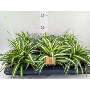 Chlorophytum com. 'Variegatum'