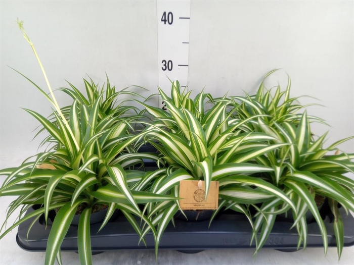 <h4>Chlorophytum com. 'Variegatum'</h4>