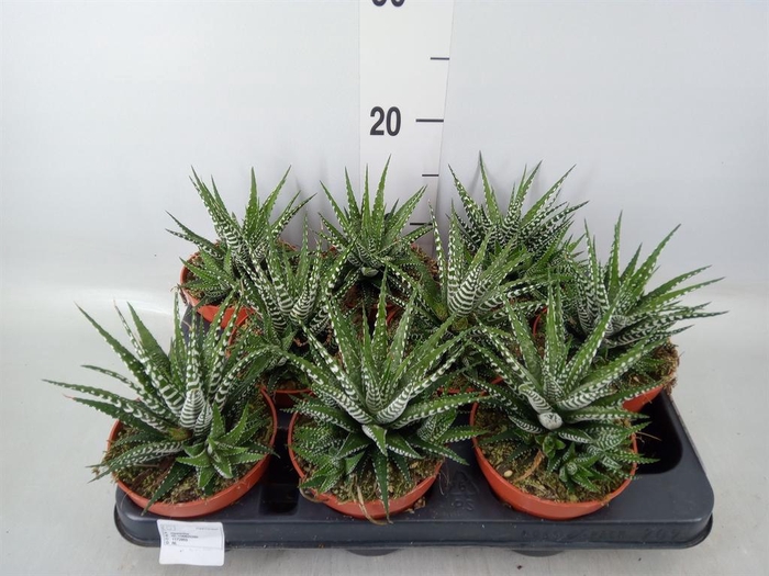 <h4>Haworthia fasciata 'Big Band'</h4>
