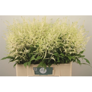 Astilbe Wasingthon White