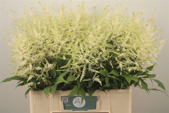<h4>Astilbe Wasingthon White</h4>