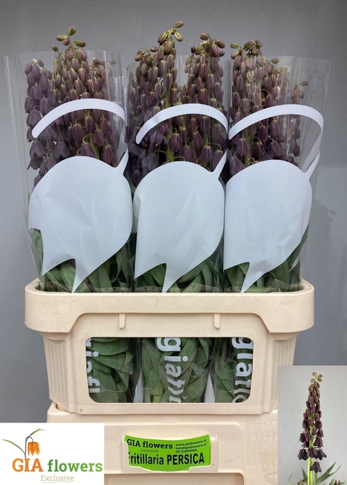 <h4>FRIT PERSICA</h4>