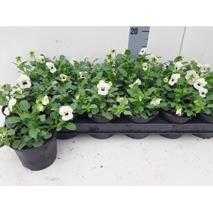 VIO CO TW WHITE+ EYE