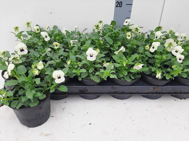 <h4>VIO CO TW WHITE+ EYE</h4>