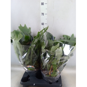 Platycerium bifurc.