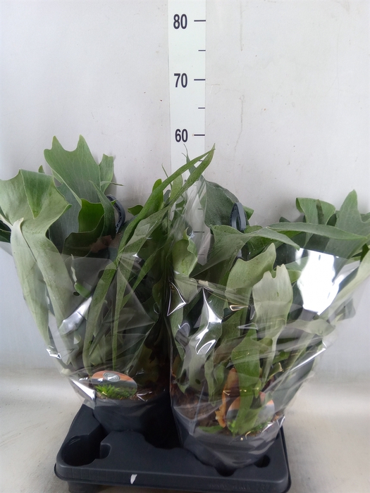 <h4>Platycerium bifurc.</h4>