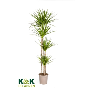Dracaena Marginata Green T27