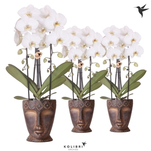 Kolibri Orchids Phalaenopsis Cascade Niagara Fall white 2 spike in Totem Mask pot