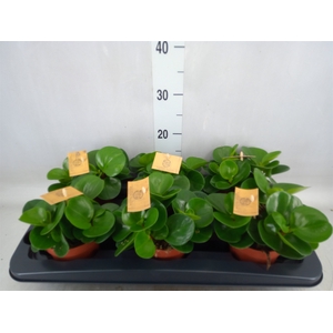 Peperomia obt. 'Green Gold'