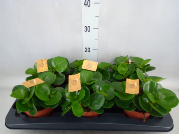 <h4>Peperomia obt. 'Green Gold'</h4>