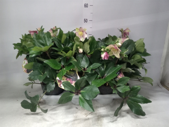 <h4>Helleborus  'Ice N Roses Carlotta'</h4>