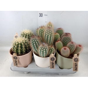 Cactus   ...decorated