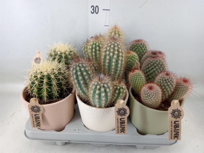 <h4>Cactus   ...decorated</h4>