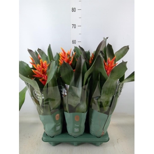 Aechmea  'Pepita Elegant Flames'