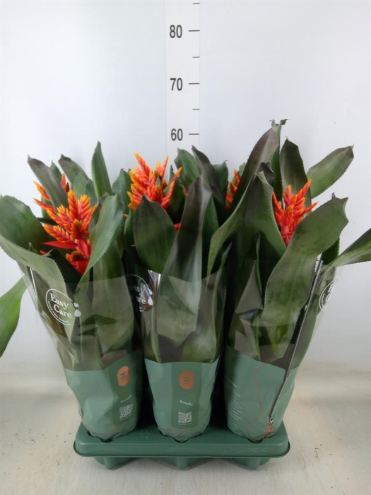 <h4>Aechmea  'Pepita Elegant Flames'</h4>