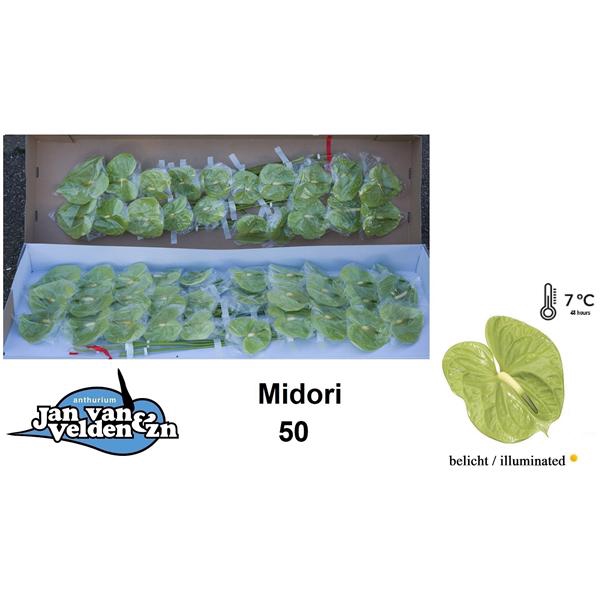 <h4>Anth A Midori 9 cm X50 Jan van Velden</h4>