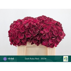 Hydrangea  'Magical Dark Ruby'