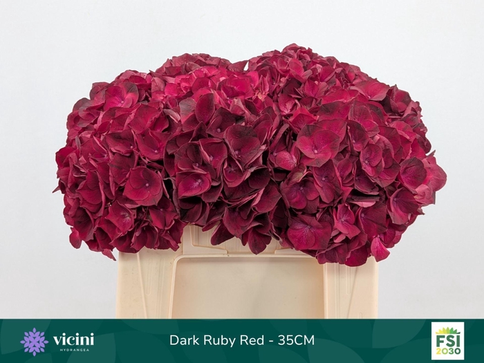 <h4>Hydrangea  'Magical Dark Ruby'</h4>