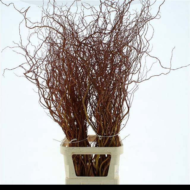 <h4>SALIX GOLDEN CURLS</h4>