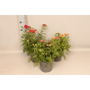 vaste planten 19 cm  Achillea Divers