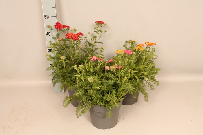 <h4>vaste planten 19 cm  Achillea Divers</h4>