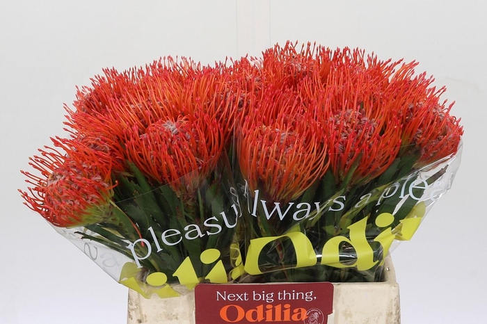 <h4>Nutans Tango</h4>