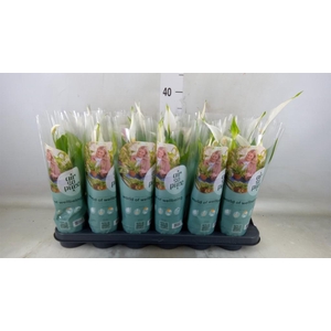 Spathiphyllum  'Pearl Cupido'