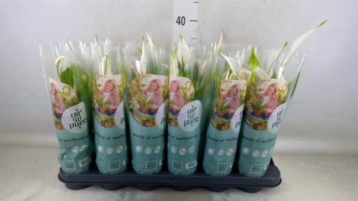 <h4>Spathiphyllum 'Pearl Cupido'</h4>