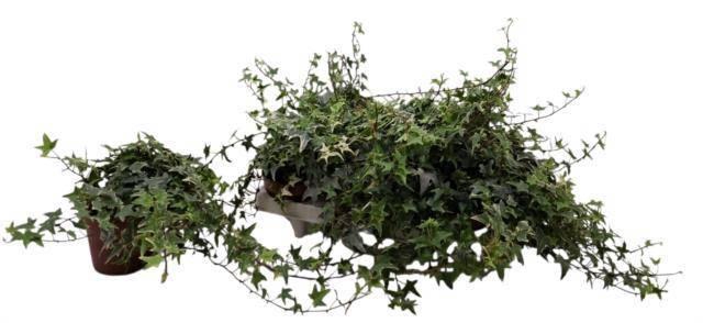 <h4>HED HE MONA LISA</h4>